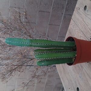 Tall Green Cactus in 6 Inch Plastic Terracotta Pot